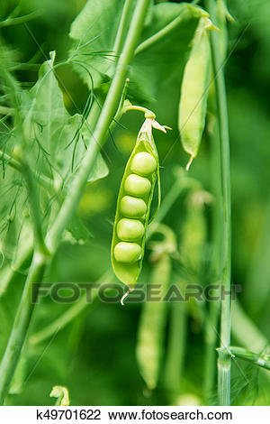 豌豆生长