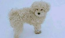 读《警犬拉拉》有感