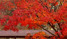 寻找秋天的脚步