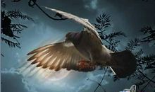 如果我变成一只老鹰