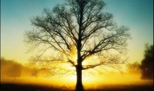 假如我可以上树