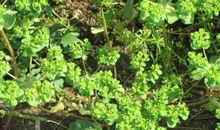 消逝的童年味道