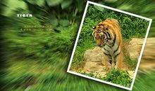 奇妙的动物园之旅