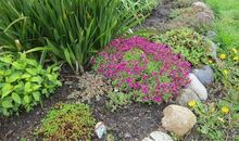 石缝中的一株花