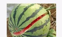 我最爱的一种水果