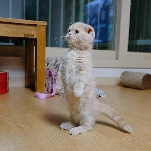 褶皱