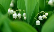 像铃草一样朴实的母亲