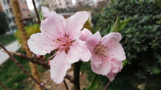 小桃树温暖了我的岁月