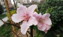 小桃树温暖了我的岁月