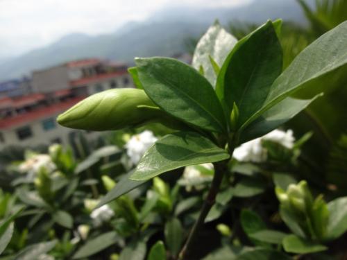 难忘的garden子树