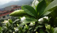 难忘那株栀子树