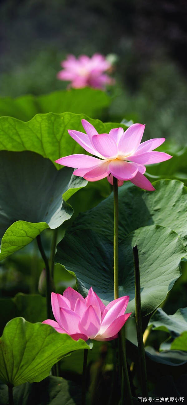 不同的莲花