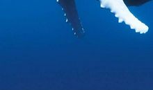 描写白鲸的作文