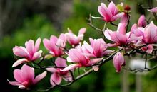 赴一场春天的约会