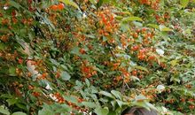 我的小馋猫妹妹