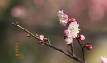 梅花躲进春天怀里