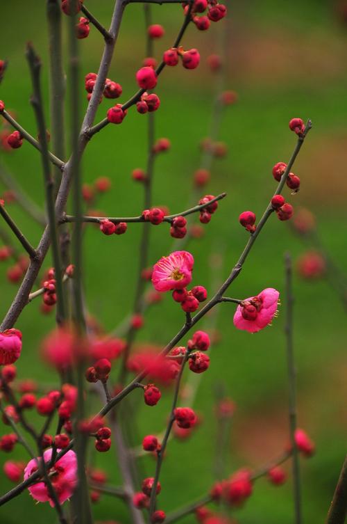 梅花的魅力，国家的灵魂