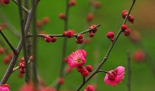 梅之韵，国之魂