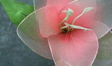 永不凋谢的廉洁花