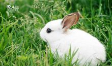 小白兔观察日记