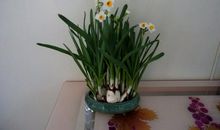 我的植物朋友水仙花