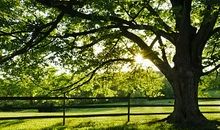 我真想变成一棵树