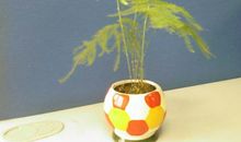 生命力顽强的文竹