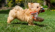 我喜爱的玩具小狗