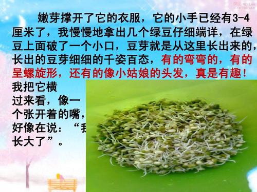 绿豆生长历程日记