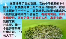 绿豆的生长过程日记