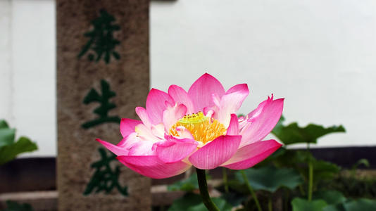 任玉仁
