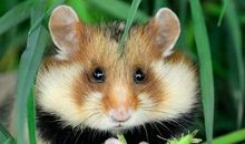 我发现小仓鼠的秘密