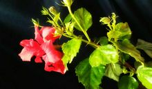 心头那一抹亮色