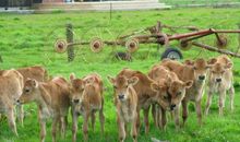 我和小牛的斗争