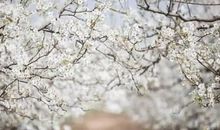 梨花树下