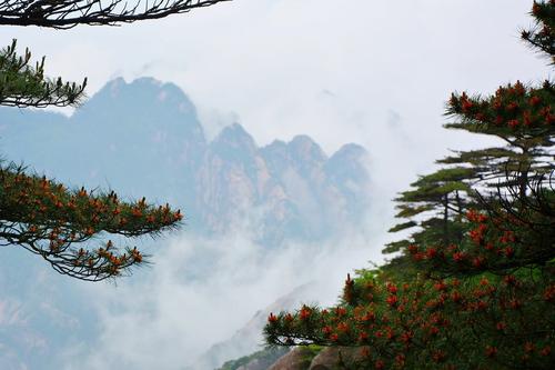 黄山看美景