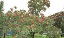 有山楂树相伴滋味长