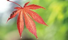 一片枫叶
