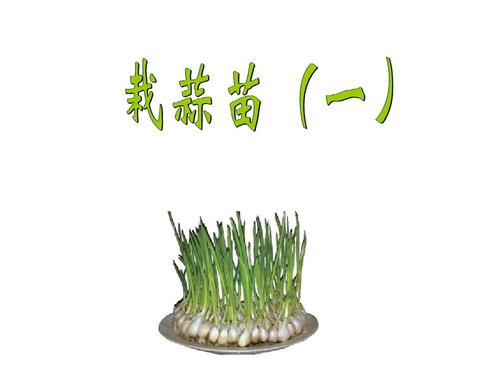 我种大蒜苗