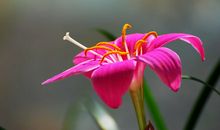 每一朵花终会芬芳