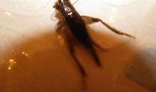 那天我战胜了蛐蛐