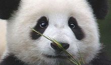 国宝大熊猫作文300字三年级