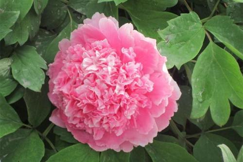 诗中的花