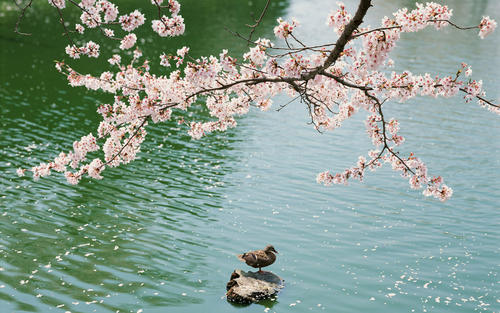 春湖