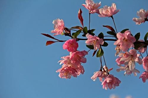 赞美海棠