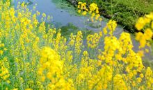 走进家乡的小溪