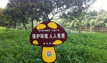 保护树木，人人有责