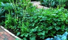 家乡的风景之美丽菜园