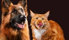 描写牧羊犬的作文