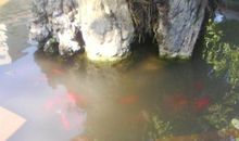 喂鱼给我带来的启示